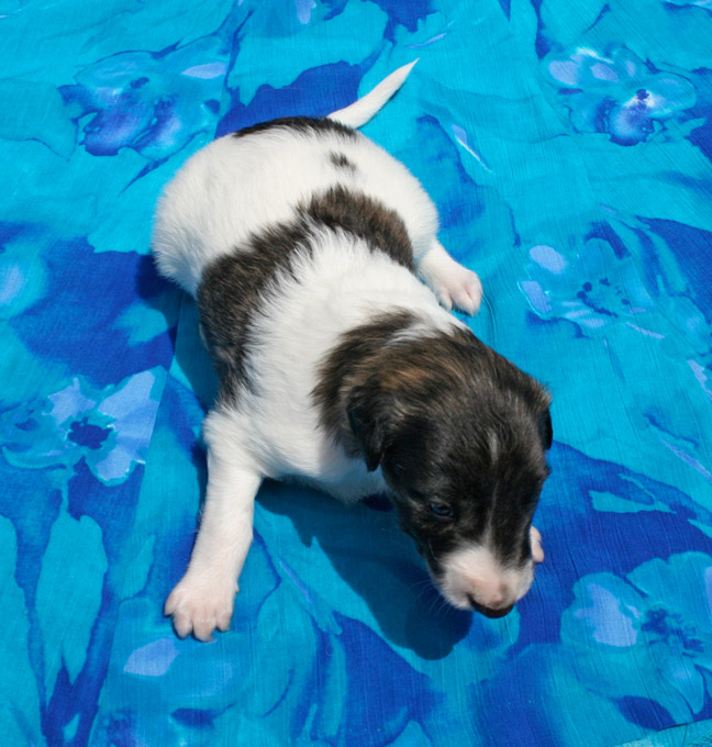 Surf Spots - Boy 2 Top